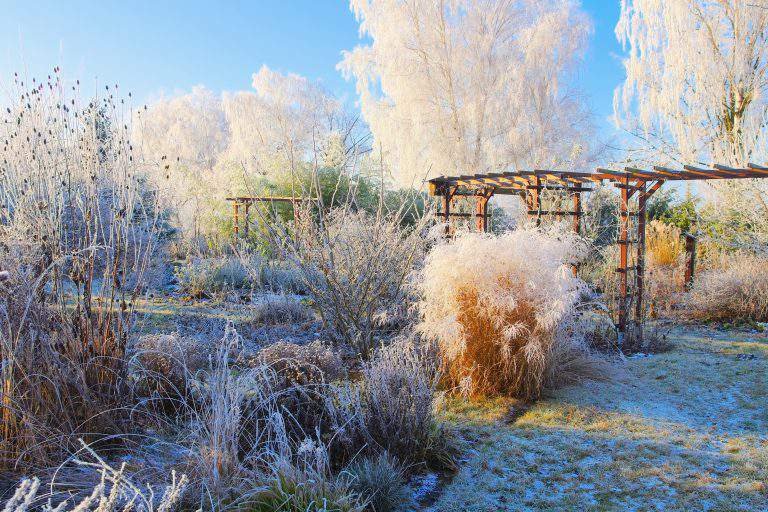 Garten im Winter - garden in winter with hoarfrost on a cold day in the morning