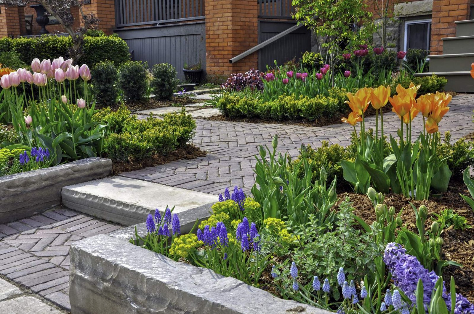 This beautiful, urban front yard spring garden features a large veranda, brick paver walkway, retaining wall with plantings of bulbs, shrubs and perennials for colour, texture and winter interest.